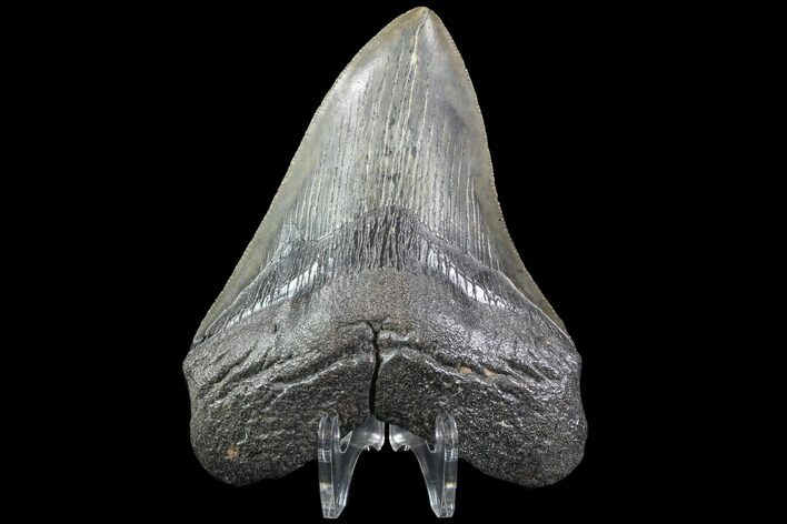 Fossil Megalodon Tooth - South Carolina #74075